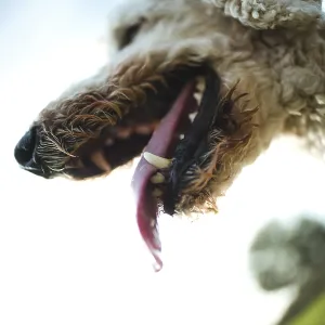 Looking into the mouth of a white dog
