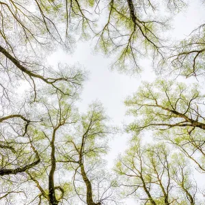 Looking up at the sky through a green willows and poplars trees forest during spring
