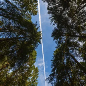 Looking up tall trees in a forest