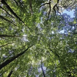 Looking up into the thick forest with green treetops and blue sky