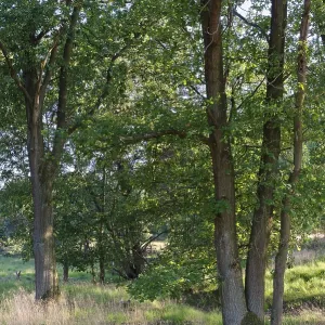 Loose deciduous forest, De Maasduinen National Park