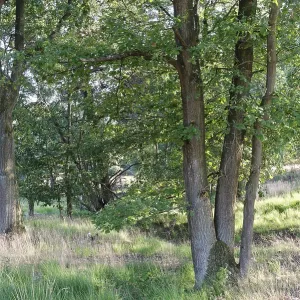 Loose deciduous forest, De Maasduinen National Park
