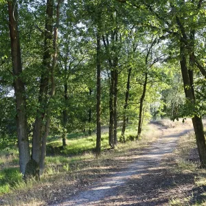 Loose deciduous forest, De Maasduinen National Park