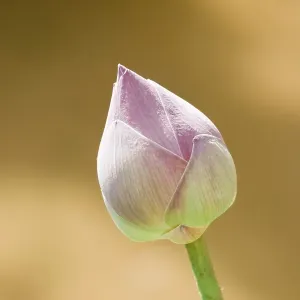 Lotus - Nelumbo nucifera Lotus - Nelumbo nucifera