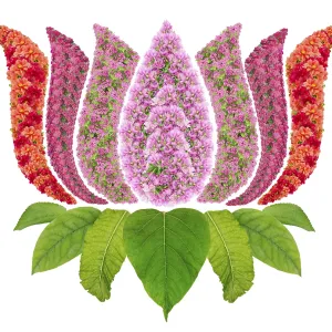 The lotus, Nelumbo nucifera The lotus, Nelumbo nucifera