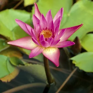 Lotus (Nelumbo Nucifera) Print, Pink Water Lilies in India Lotus (Nelumbo Nucifera) Print, Pink Water Lilies in India