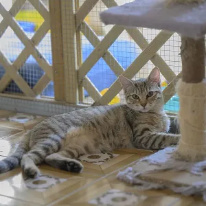 A lounging tabby cat resting against a cat tree indoors A lounging tabby cat resting against a cat tree indoors