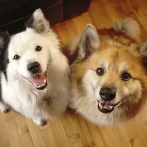 Two loving dogs look up at thier pack leader with love and affection Two loving dogs look up at thier pack leader with love and affection