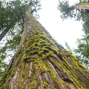 Low angle view of moss growing on a giant cedar tree in a forest located in the canadian rockies Low angle view of moss growing on a giant cedar tree in a forest located in the canadian rockies
