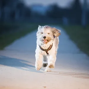 Low frontal view of a mixed-breed dog running towards the camera on a concrete path Low frontal view of a mixed-breed dog running towards the camera on a concrete path