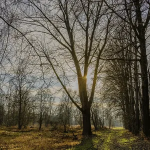 The low sun behind a bare tree in the winter forest The low sun behind a bare tree in the winter forest