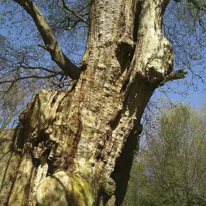 Lower Saxony Hude Primeval Forest Hasbruch Friederikeneiche 1200 years old Lower Saxony Hude Primeval Forest Hasbruch Friederikeneiche 1200 years old