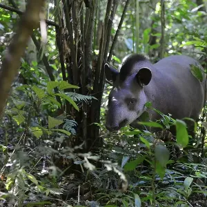 Lowland tapir (Tapirus terrestris) in the jungle Lowland tapir (Tapirus terrestris) in the jungle
