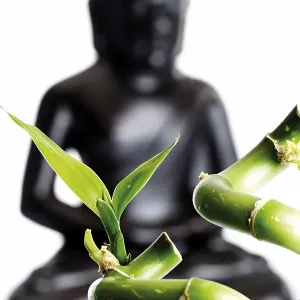 Lucky Bamboo (Dracaena sanderiana) in front of a black Buddha statue Lucky Bamboo (Dracaena sanderiana) in front of a black Buddha statue