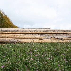 Lumber wood industry, environmental Lumber wood industry, environmental