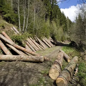 Lumbered wood lying on a mountain slope Lumbered wood lying on a mountain slope