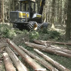 Lumberman working with a Harvester in the forest Lumberman working with a Harvester in the forest