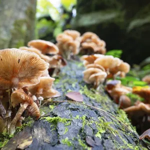 Lung oyster mushroom growing on a moss covered tree trunk Lung oyster mushroom growing on a moss covered tree trunk