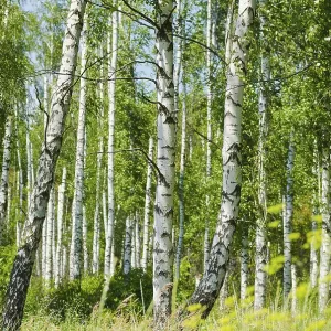 Lush foliage of summer birch forest