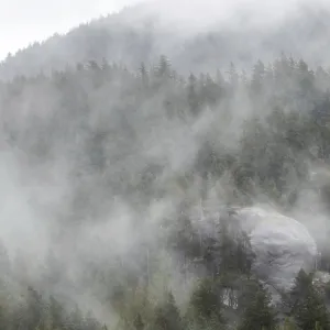 Lush forest covered in mist and fog