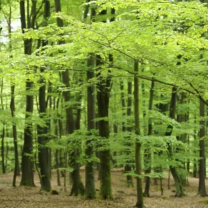A lush forest filled with vibrant green trees