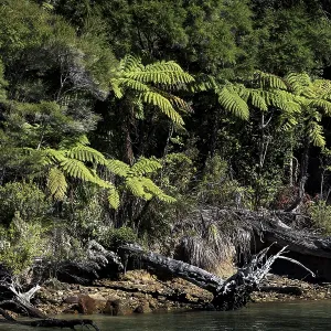 Lush forest with various types of trees in Pelorus Sound