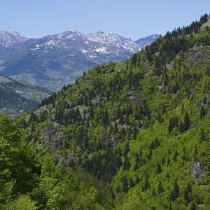 Lush forested mountains against clear blue skies and distant peaks