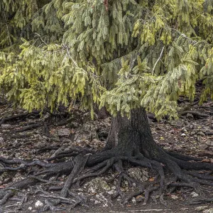 Un árbol de abeto verde y denso con expansión.