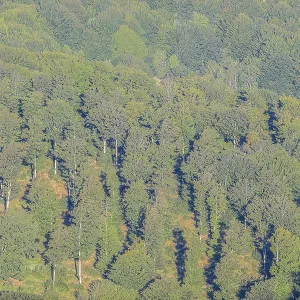 Lush green forest with dense tree cover