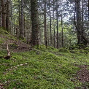 Lush green moss and needle-covered ground in a dense coniferous forest Lush green moss and needle-covered ground in a dense coniferous forest