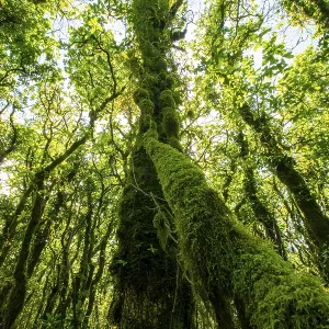 Árboles verdes y espesos se encuentran cubiertos de musgo bajo la luz brillante del sol que pasa a través de la densa hojarasca. Árboles verdes y espesos se encuentran cubiertos de musgo bajo la luz brillante del sol que pasa a través de la densa hojarasca.
