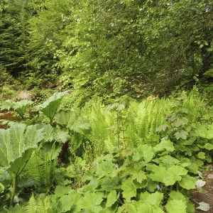 Lush plants and trees along a narrow path in a green forest Lush plants and trees along a narrow path in a green forest