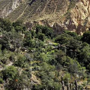 Lush vegetation and thick trees in a rocky gorge environment Lush vegetation and thick trees in a rocky gorge environment