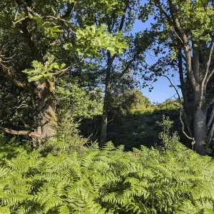 Lush vegetation with trees and ferns in the forest Lush vegetation with trees and ferns in the forest