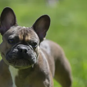 Luxurious French bulldog of noble blood on a green lawn Luxurious French bulldog of noble blood on a green lawn