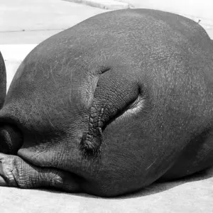 Lying hippopotamus from behind, ca Lying hippopotamus from behind, ca