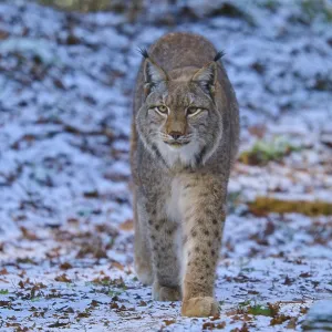 Un lince que se mueve a través de un paisaje invernal.
