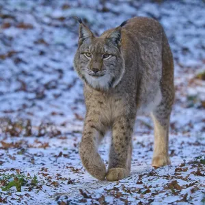 Un lince que vaga por un entorno forestal nevado.