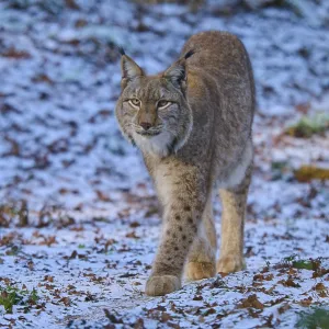 Un lince corriendo a través de un bosque cubierto de nieve.