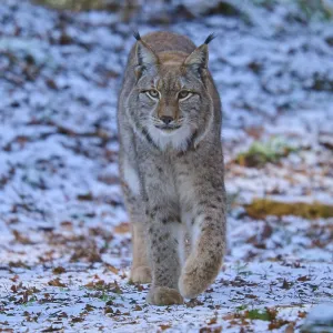 Un lince corriendo por un bosque cubierto de nieve.