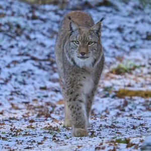 Un lince caminando por un paisaje de bosque nevado.