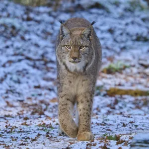 Un lince caminando por un paisaje de bosque nevado.