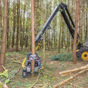 Machine sawing pine trees in forest