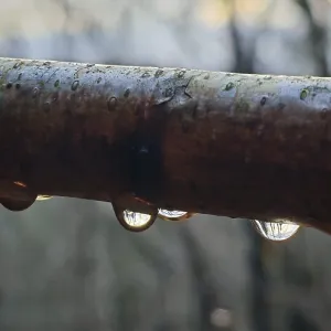 Macro image of a branch with water droplets in which trees are reflected Macro image of a branch with water droplets in which trees are reflected