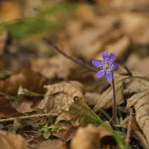 Imagen macro de una hepática, Hepatica nobilis.