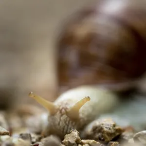 Macro image of a snail on rocky ground with blurred background