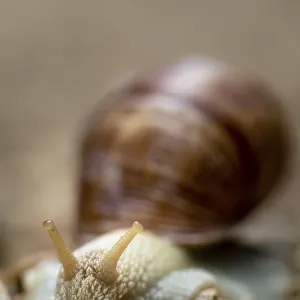 Macro photography of a snail on a natural