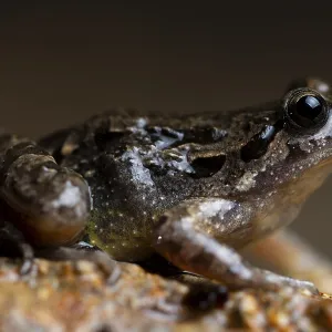 This macro shot captures an Iberian painted frog with its distinctive pattern This macro shot captures an Iberian painted frog with its distinctive pattern