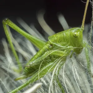Macro Shot of Grasshopper on Dandelion Seed Head Print Macro Shot of Grasshopper on Dandelion Seed Head Print