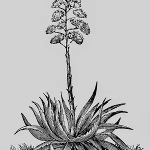 Magney agave (Agave mexicana) plant with leaves and inflorescence
